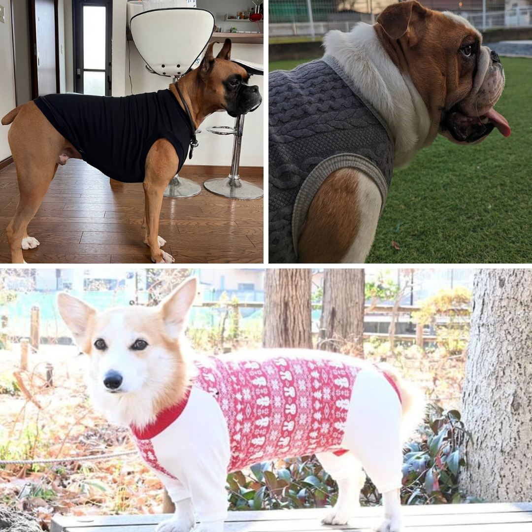 被毛と犬種差を考慮した首周り