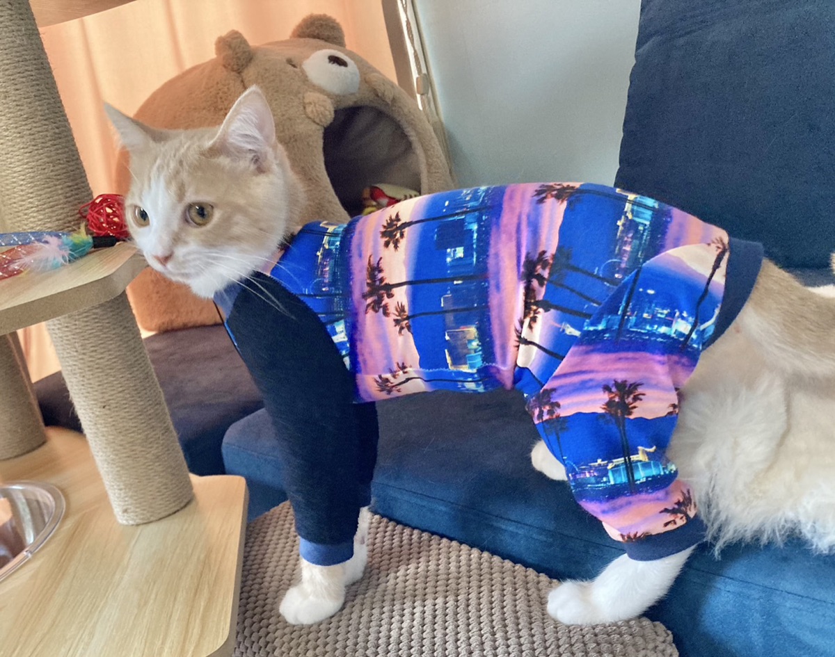 犬服ギャラリー