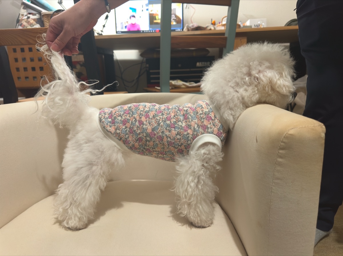 犬服ギャラリー