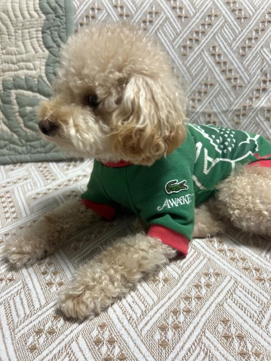 犬服ギャラリー