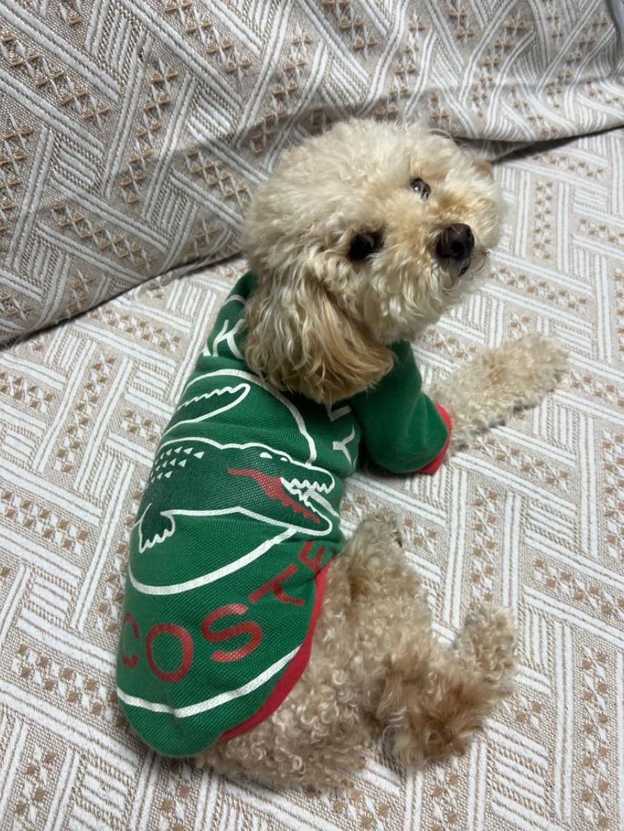 犬服ギャラリー