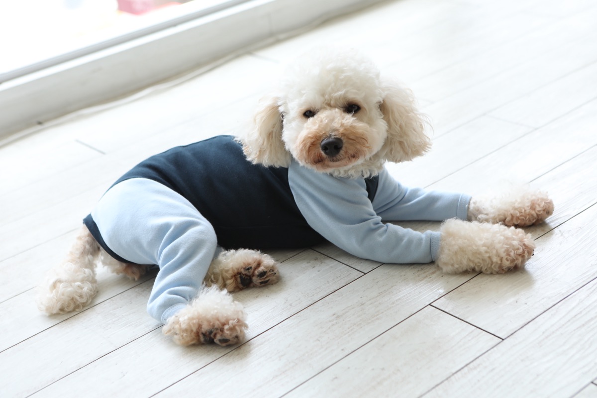 犬服ギャラリー