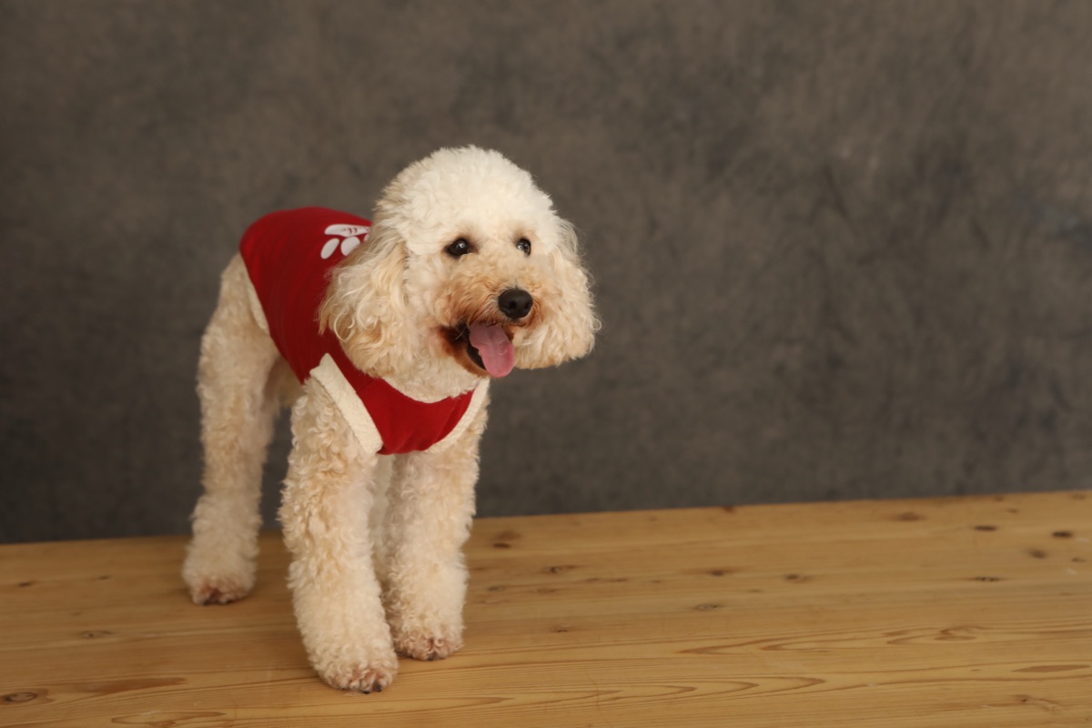 犬服ギャラリー