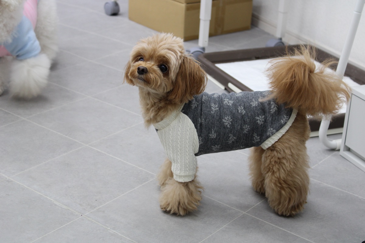 犬服ギャラリー