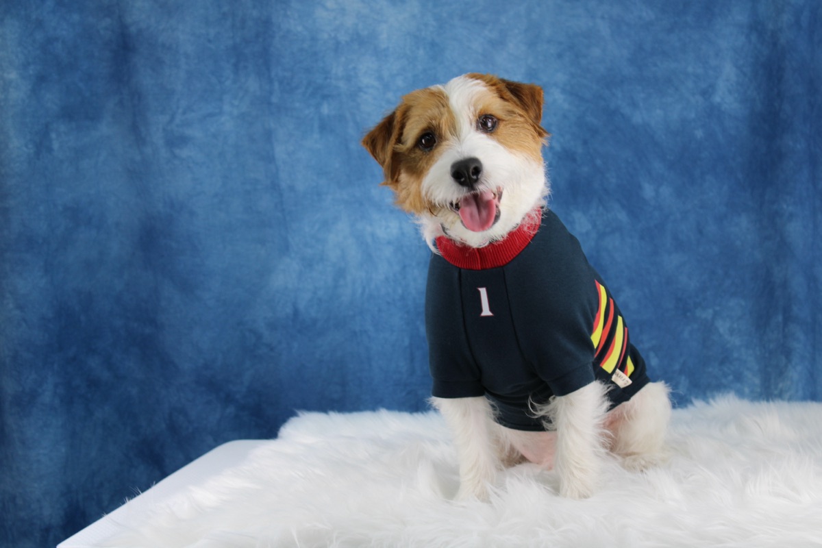 犬服ギャラリー