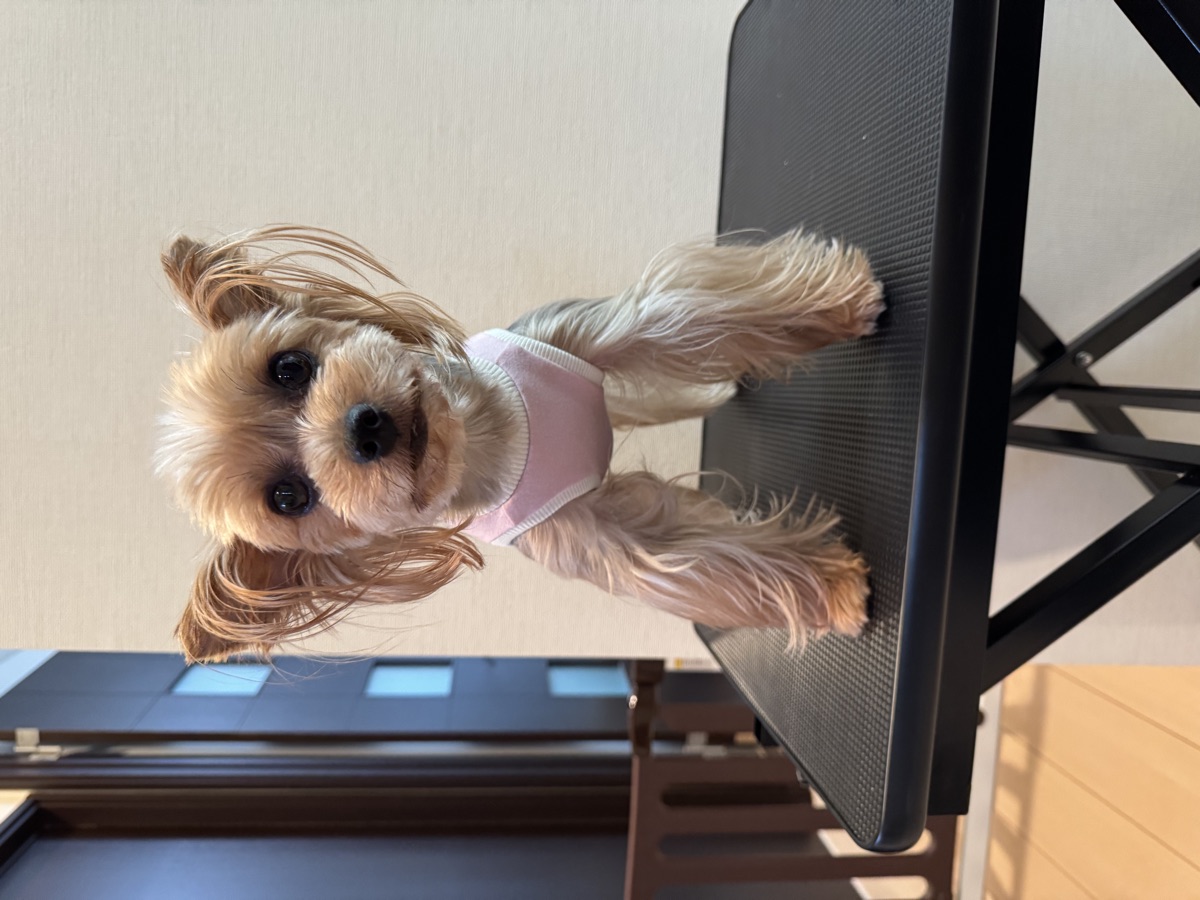 犬服ギャラリー