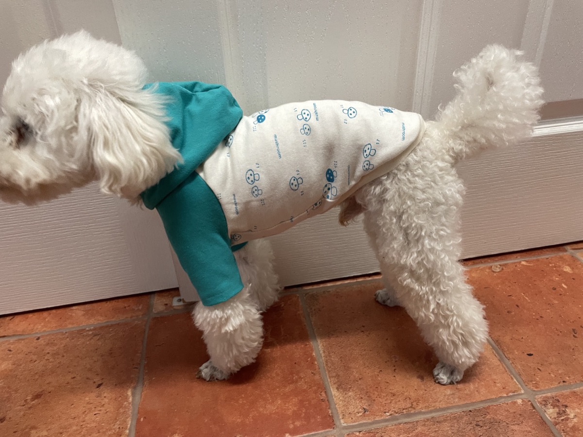 犬服ギャラリー