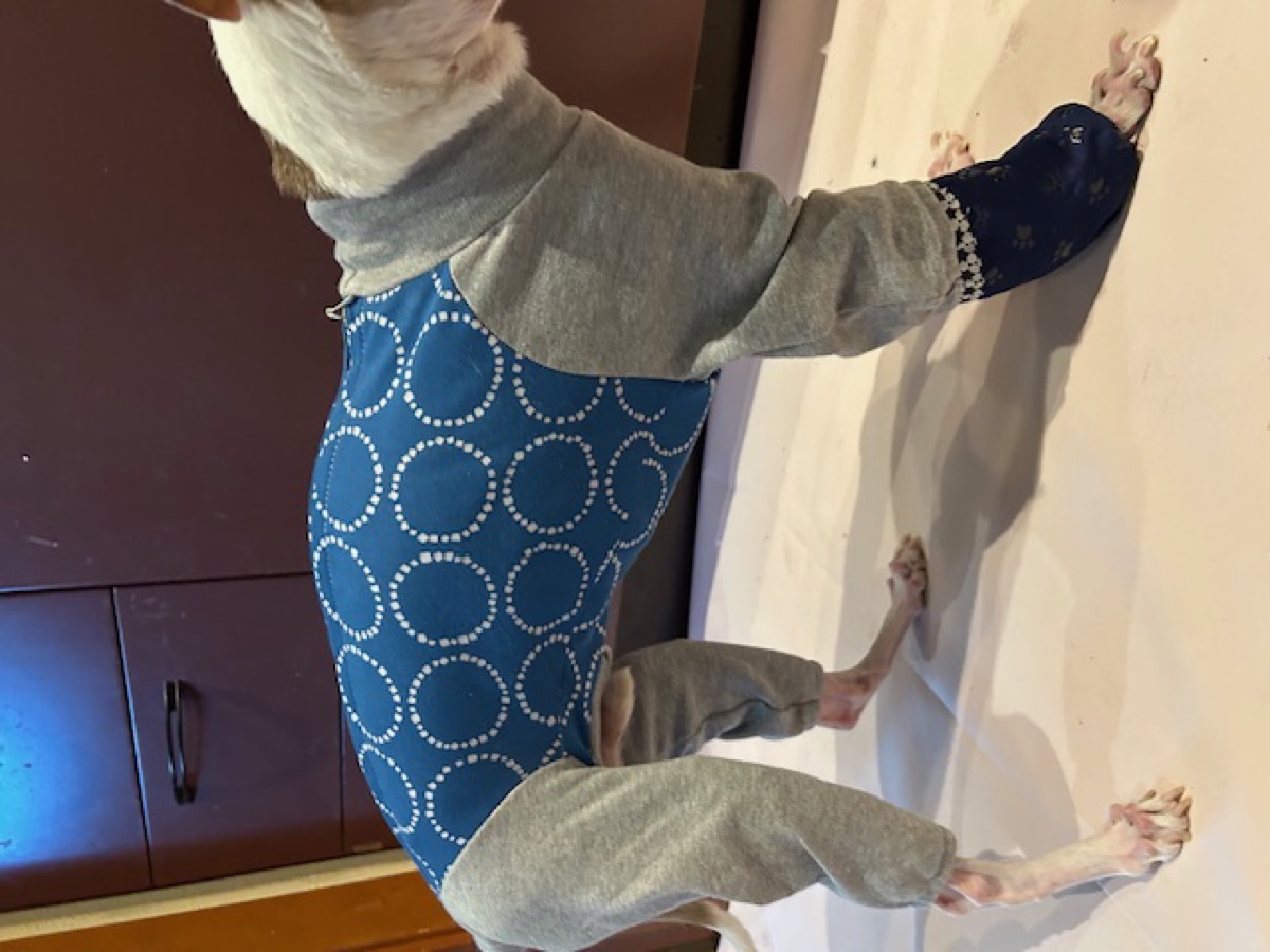 犬服ギャラリー