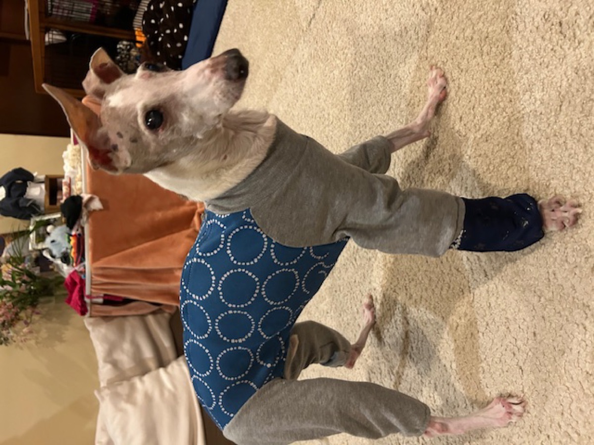 犬服ギャラリー