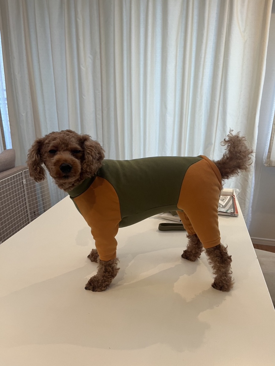 犬服ギャラリー