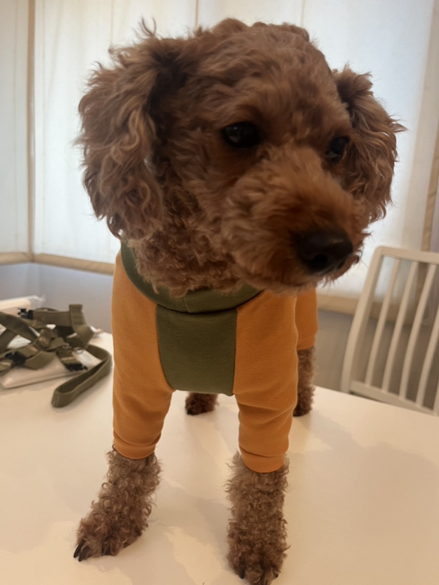 犬服ギャラリー