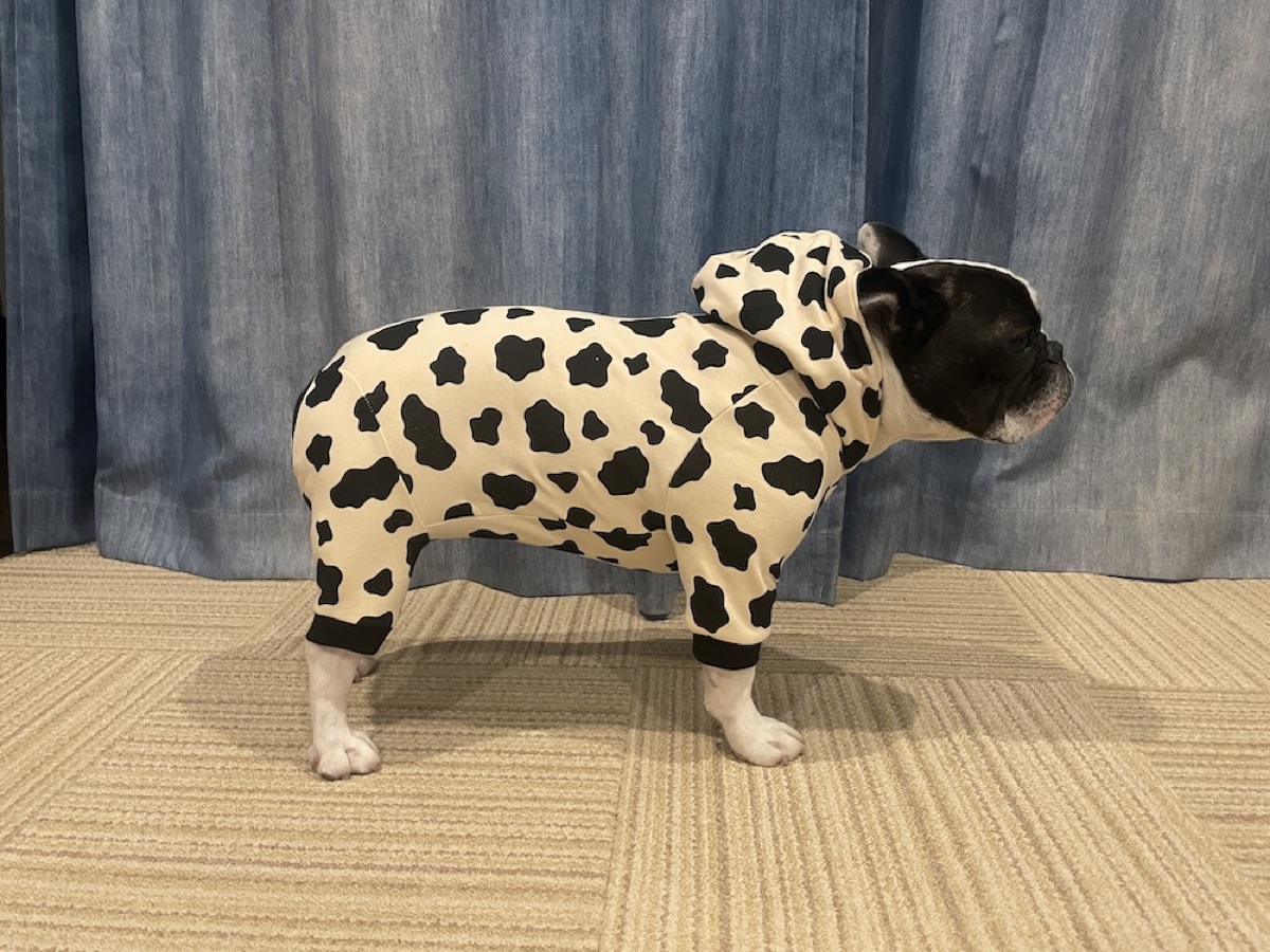 犬服ギャラリー