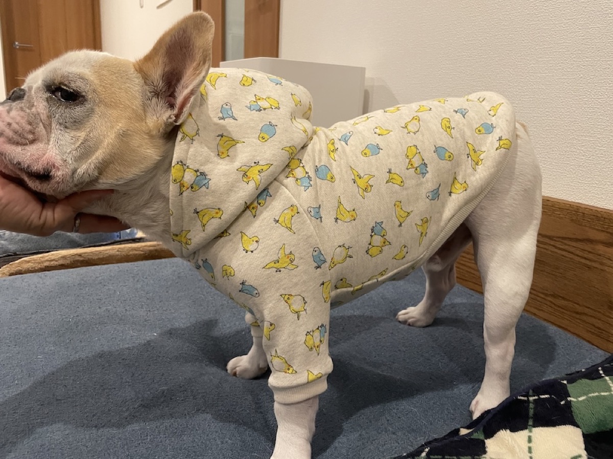 犬服ギャラリー