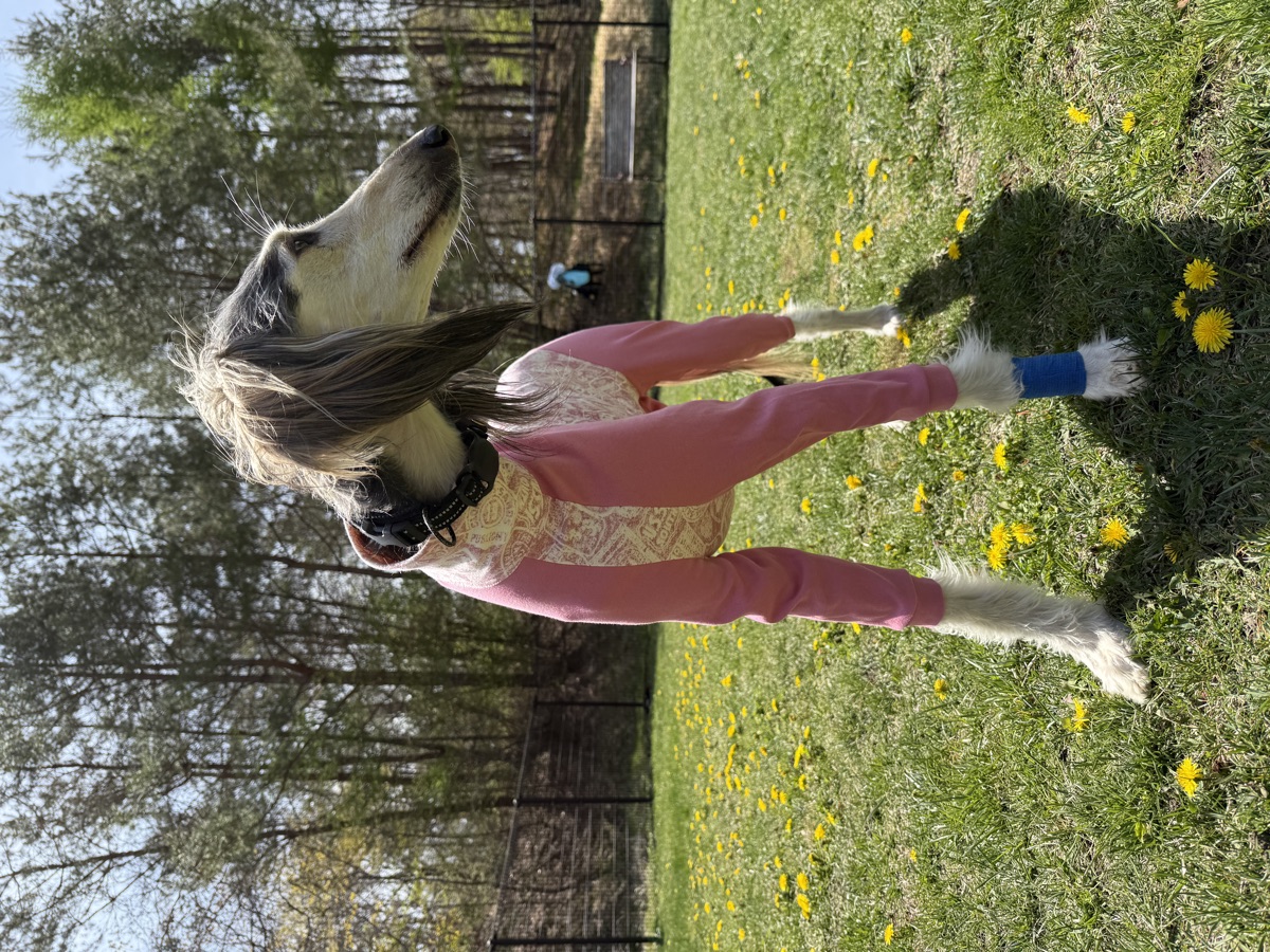 犬服ギャラリー