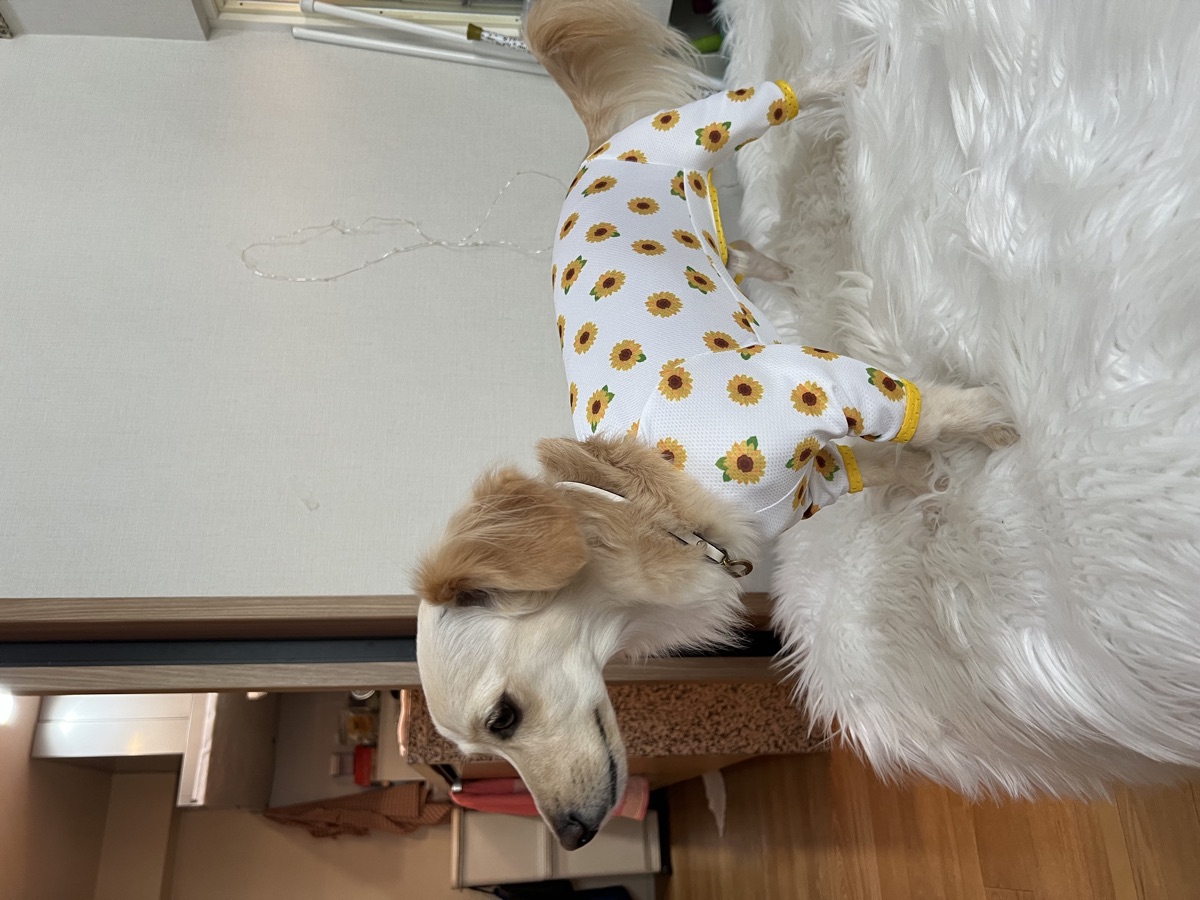 犬服ギャラリー