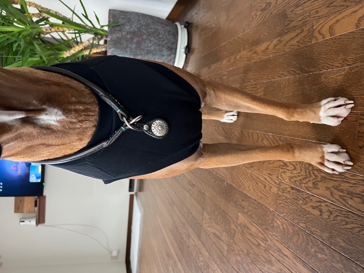 犬服ギャラリー