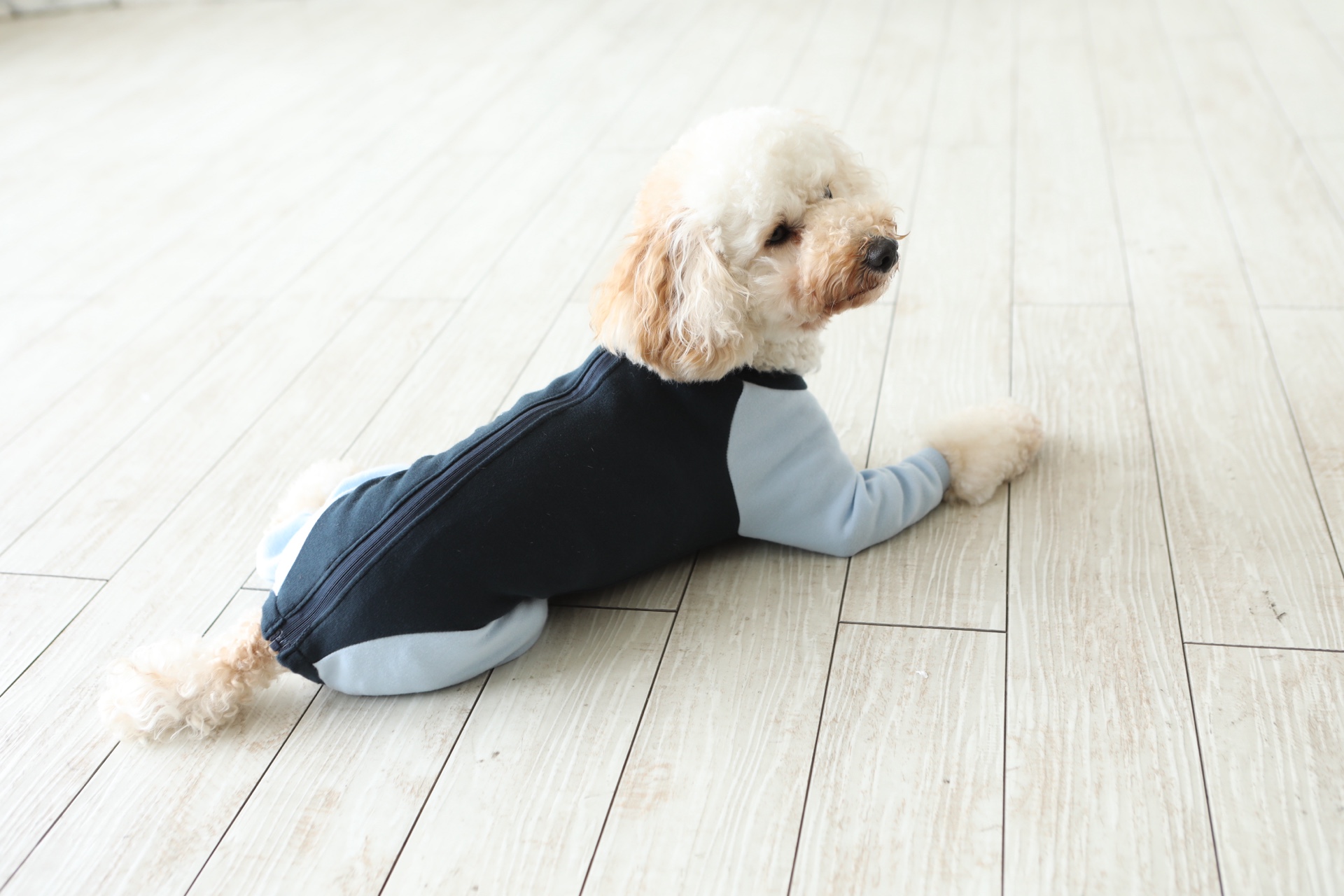 Fit Wan - 製図から学べる犬服教室のメインビジュアル3
